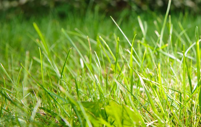 Image du produit Zubrowka Vodka Bison Grass (1 x 100 cl)