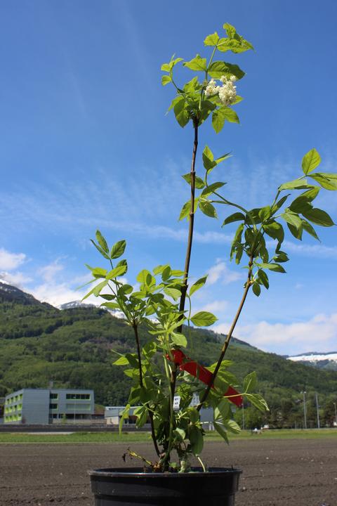 Produktbild Lubera Pimpernuss, Gemeine Pimpernuss