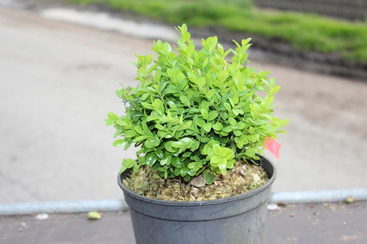 Produktbild Lubera Buchs, Buchsbaum 'Blauer Heinz'