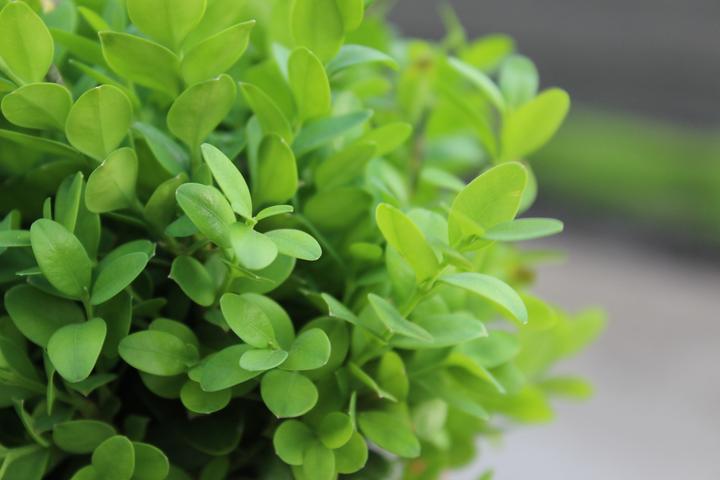 Produktbild Lubera Buchs, Buchsbaum 'Blauer Heinz'