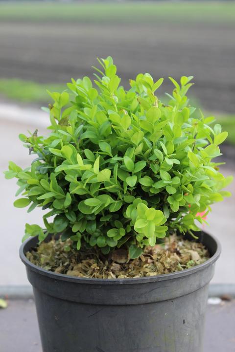 Produktbild Lubera Buchs, Buchsbaum 'Blauer Heinz'