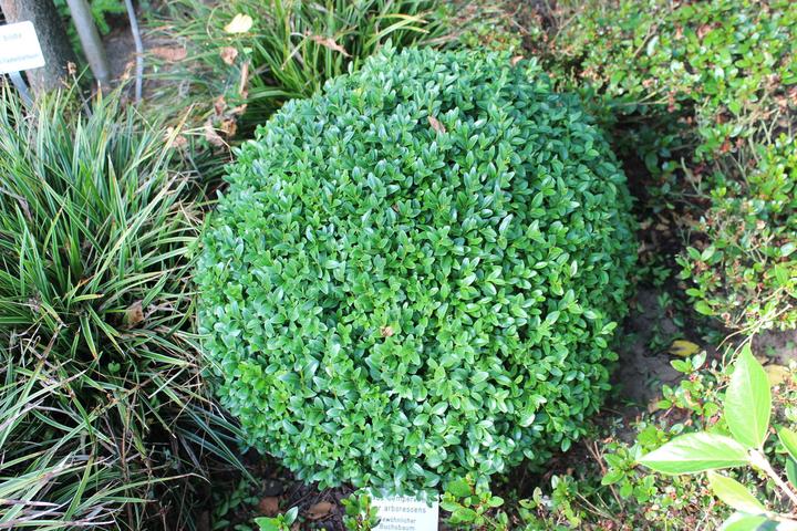 Produktbild Lubera Buchs, Buchsbaum 'Arborescens' zur Kugel geschnitten (20 cm)