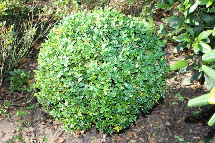 Produktbild Lubera Buchs, Buchsbaum 'Arborescens' zur Kugel geschnitten (20 cm)