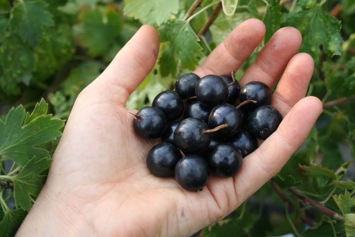 Produktbild Lubera Vierbeere® Black Pearl®