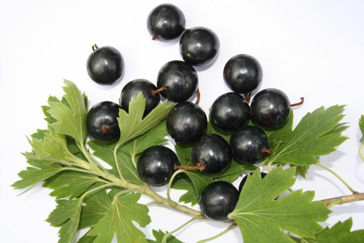 Produktbild Lubera Vierbeere® Black Pearl®