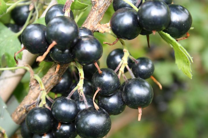 Produktbild Lubera Vierbeere® Black Pearl®