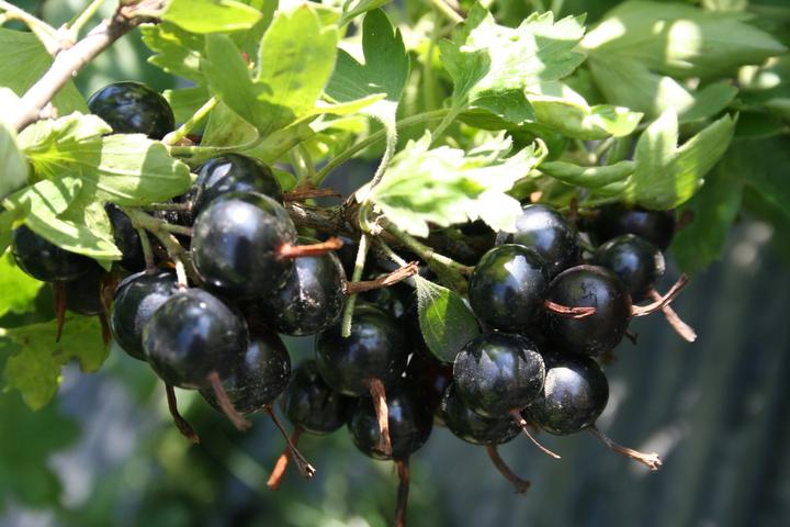 Produktbild Lubera Vierbeere® Black Pearl®