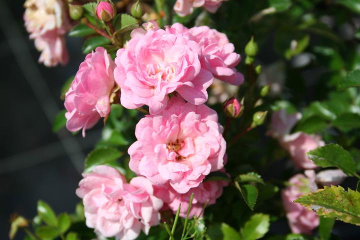 Lubera Rose The Fairy Rosier couvre-sol