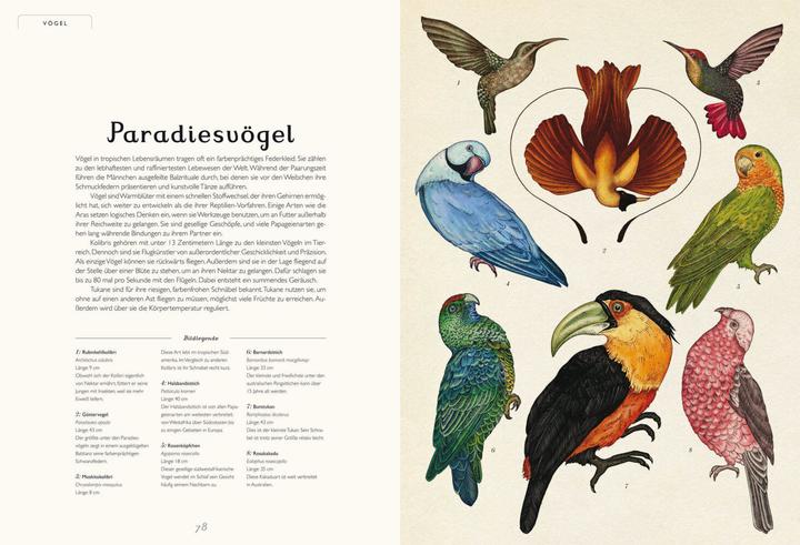 Produktbild Das Museum der Tiere (Deutsch, Katie Scott, Jenny Broom, 2014)