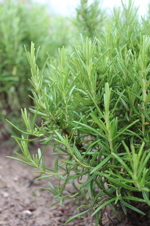 Lubera Romarin (Rosmarin officinalis)