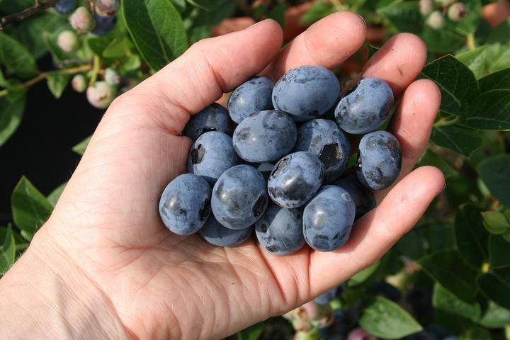 Produktbild Lubera Heidelbeere Blueroma®