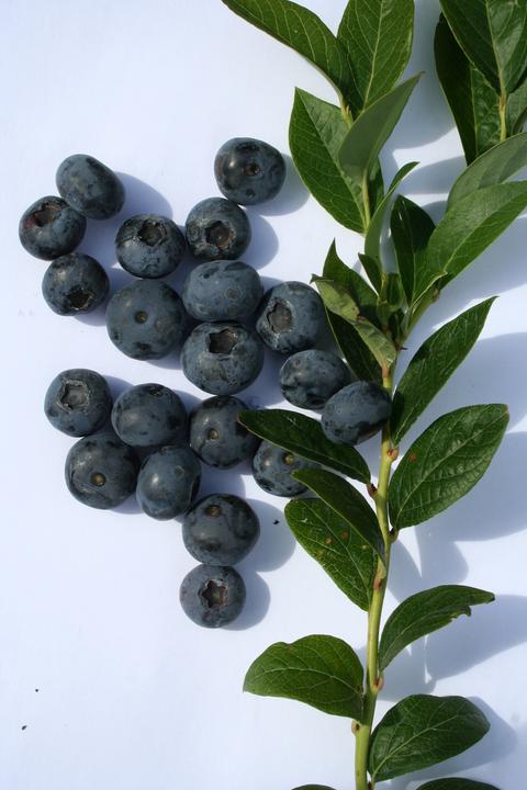Produktbild Lubera Heidelbeere Blueroma®