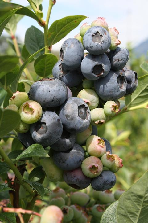 Produktbild Lubera Heidelbeere Blueroma®