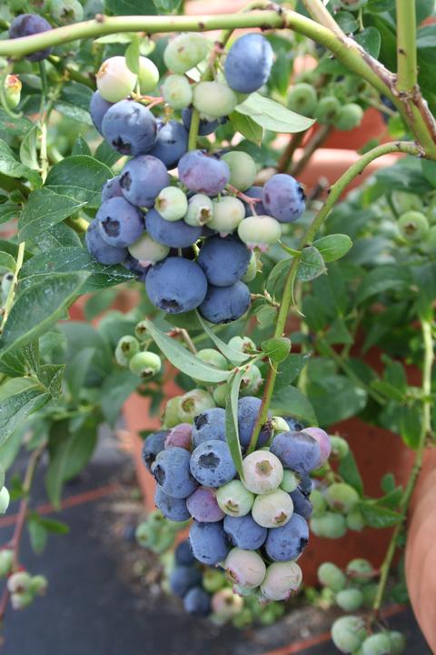 Produktbild Lubera Heidelbeere Blueroma®