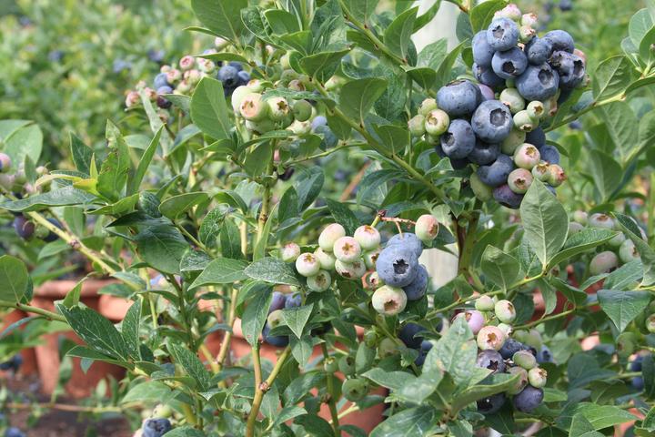 Produktbild Lubera Heidelbeere Blueroma®
