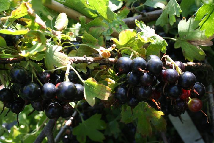 Produktbild Lubera Vierbeere® Black Gem®