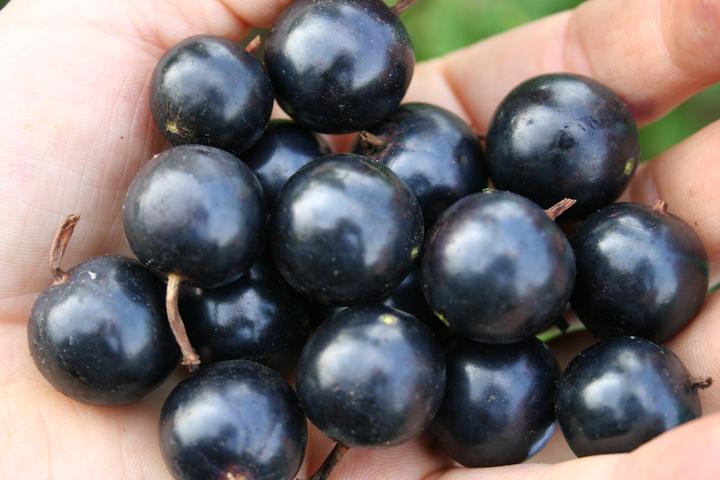 Produktbild Lubera Vierbeere® Black Gem®
