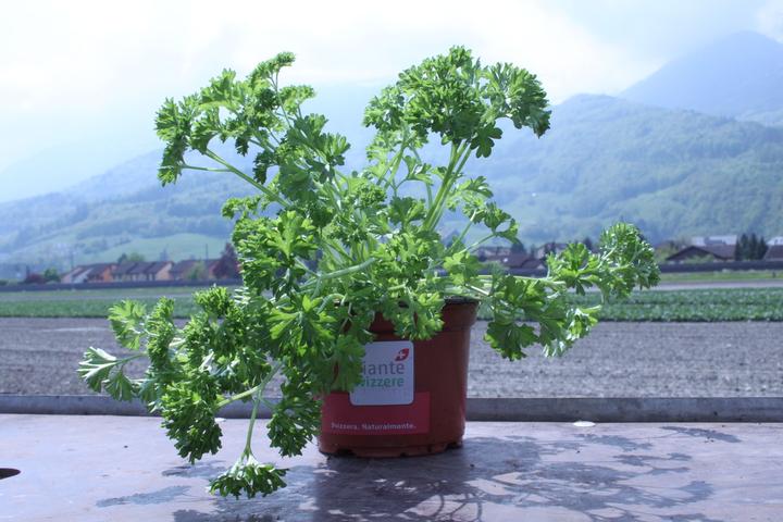 Lubera Persil 'Mooskrause