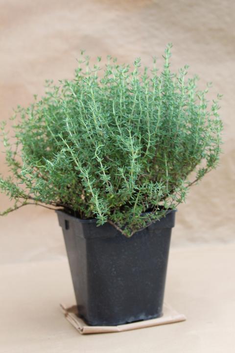 Lubera Dwarf thyme (Thymus vulgaris)