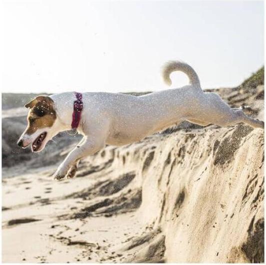 Productafbeelding Julius-K9 Rubberen hondenhalsband (L, Hond)