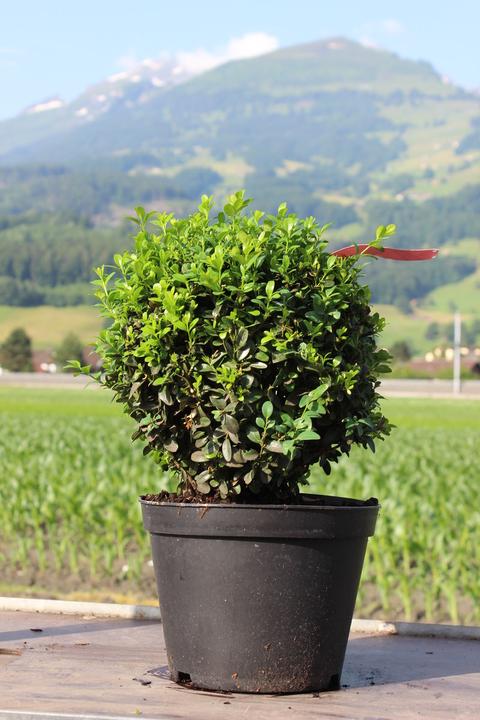 Produktbild Lubera Buchs, Buchsbaum 'Arborescens' zur Kugel geschnitten (20 cm)