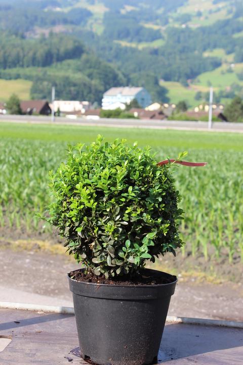 Lubera Buis, Buis 'Arborescens' taillé en boule (20 cm)