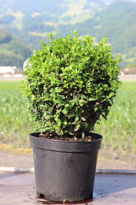 Produktbild Lubera Buchs, Buchsbaum 'Arborescens' zur Kugel geschnitten (20 cm)
