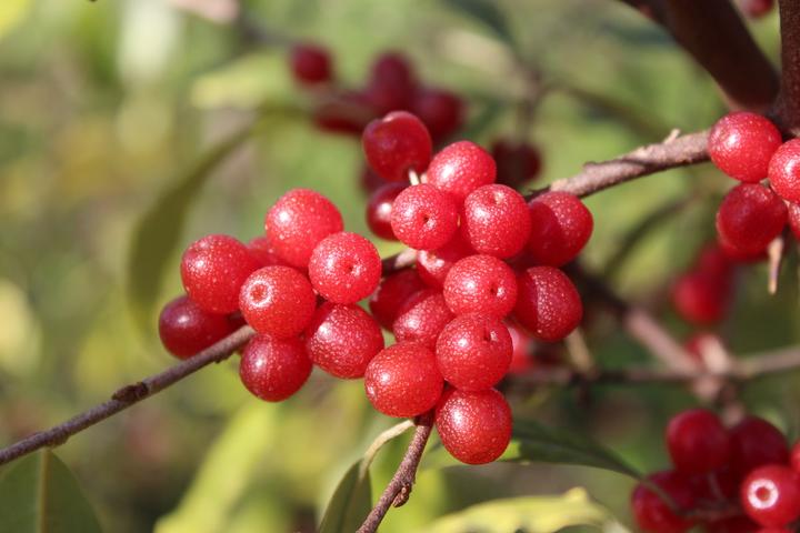 Produktbild Lubera Pointilla® Sweet'n'sour®
