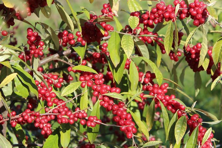 Produktbild Lubera Pointilla® Sweet'n'sour®