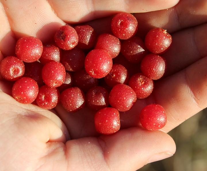 Produktbild Lubera Pointilla® Sweet'n'sour®