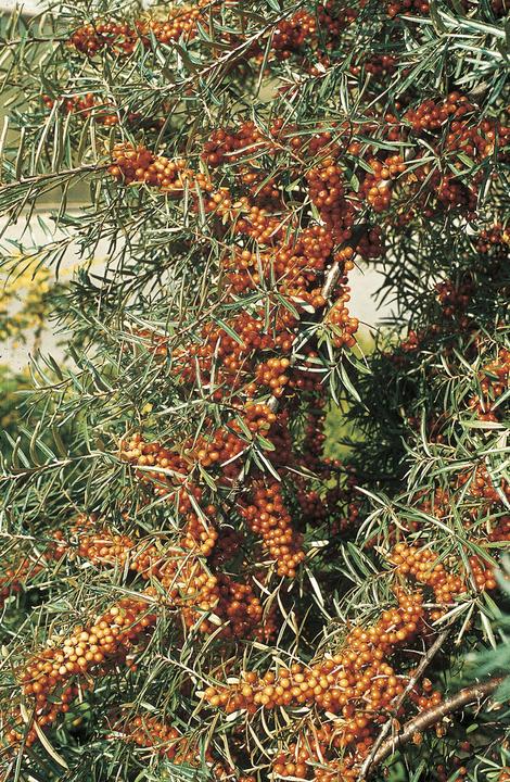 Immagine prodotto Lubera Olivello spinoso Leikora