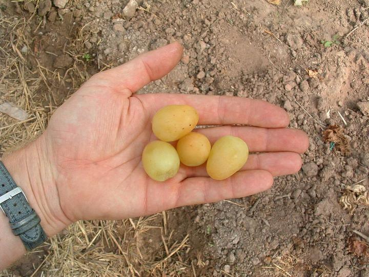 Produktbild Lubera Schlaraffentraube Grosso Arkadia