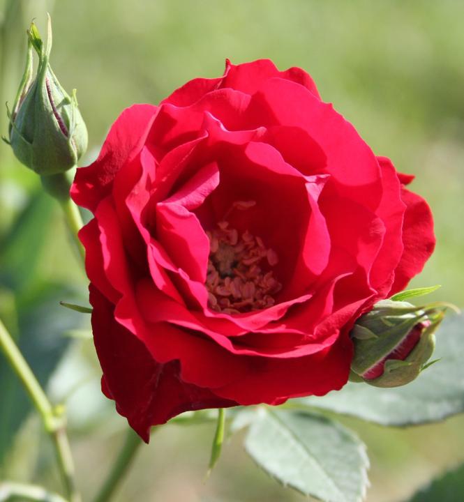 Actual product image Lubera Champlain (in large container)