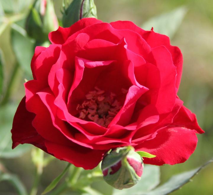 Actual product image Lubera Champlain (in large container)