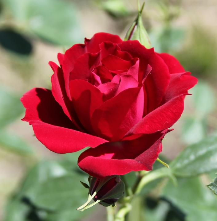 Actual product image Lubera Champlain (in large container)