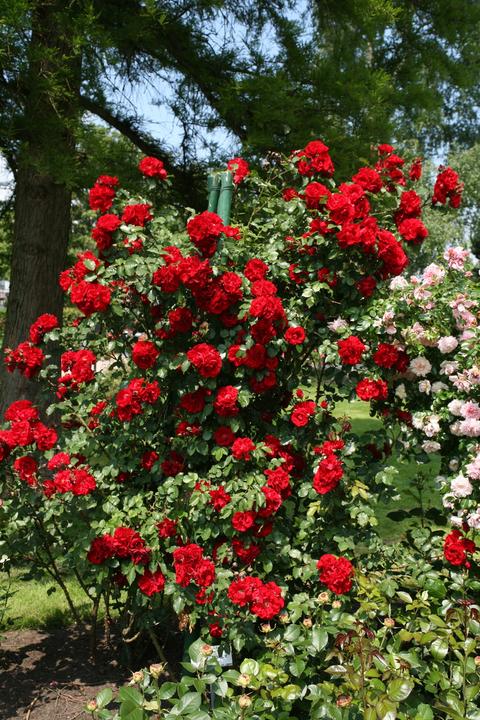 Produktbild Strauchrose Roter Korsar