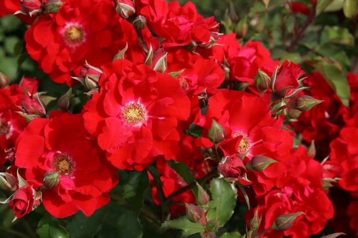 Produktbild Strauchrose Roter Korsar