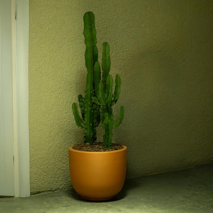 Actual product image Plant in a Box Euphorbia ingens - Candelabra Euphorbia Cactus (50 cm)