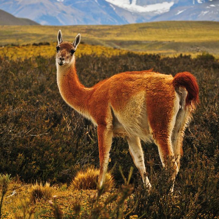 Actual product image No Drama Llama 2024 (Hardcover, Spanish, French, Czech, Italian, Dutch, Polish, German, English)