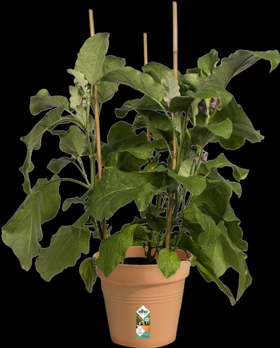 Produktbild Elho Green Basic (19 cm)