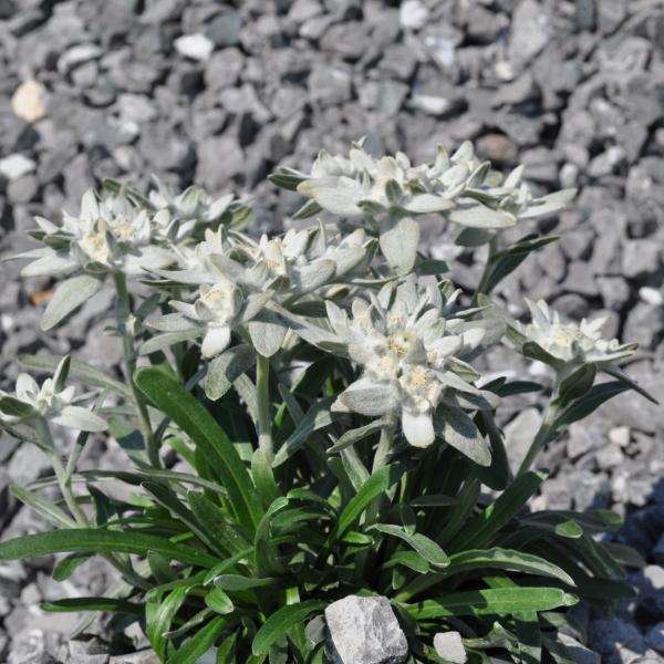 Produktbild Säntispracht 2 er Set, Das urwüchsige Edelweiss  - Leontopodium alpinum Aktion (25 cm)