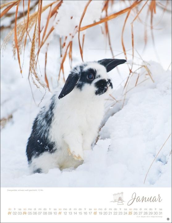 Image du produit Kaninchenkinder Posterkalender 2026 (34 x 44 cm, Couverture rigide, Allemand)