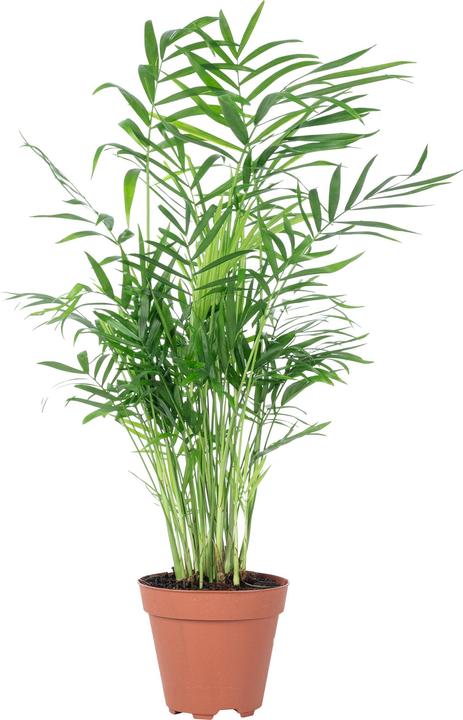 Produktbild Flowerbox Bergpalme - Chamaedorea elegans (35 cm)