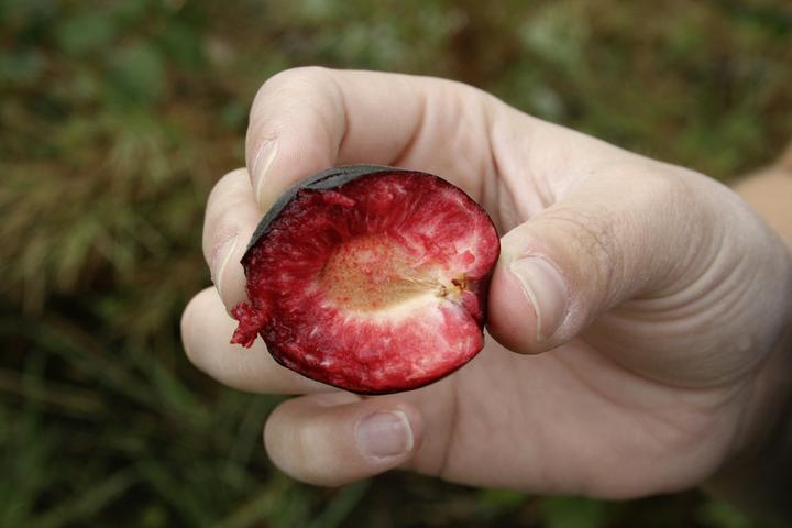 Produktbild Lubera Aprikosen-Pflaume Aprisali