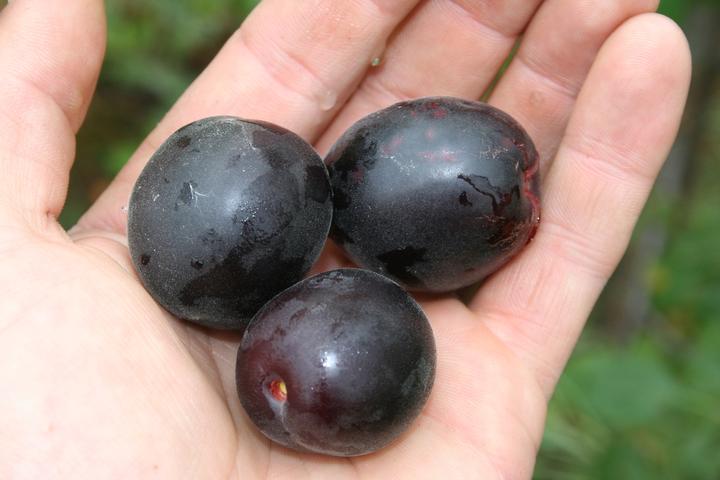 Produktbild Lubera Aprikosen-Pflaume Aprisali