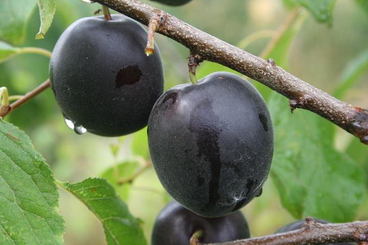 Produktbild Lubera Aprikosen-Pflaume Aprisali