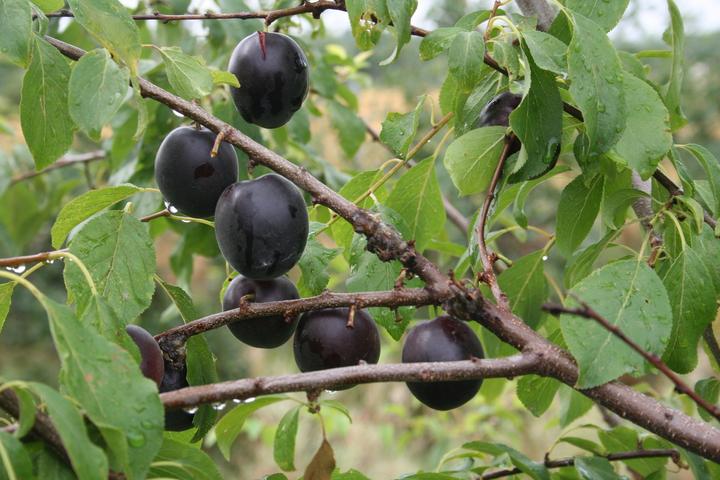Produktbild Lubera Aprikosen-Pflaume Aprisali