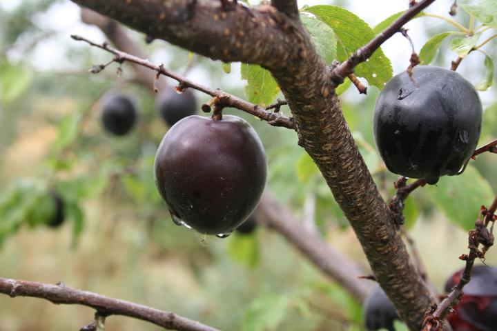 Produktbild Lubera Aprikosen-Pflaume Aprisali