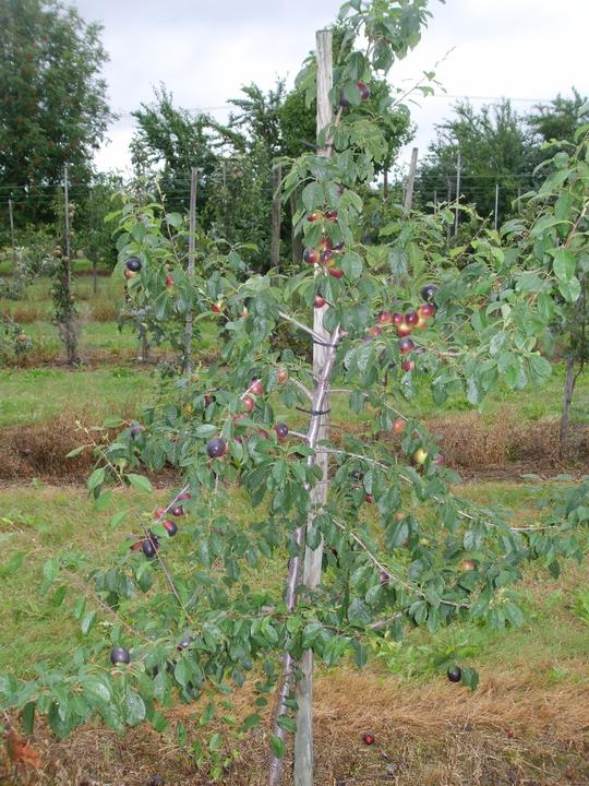 Produktbild Lubera Aprikosen-Pflaume Aprisali