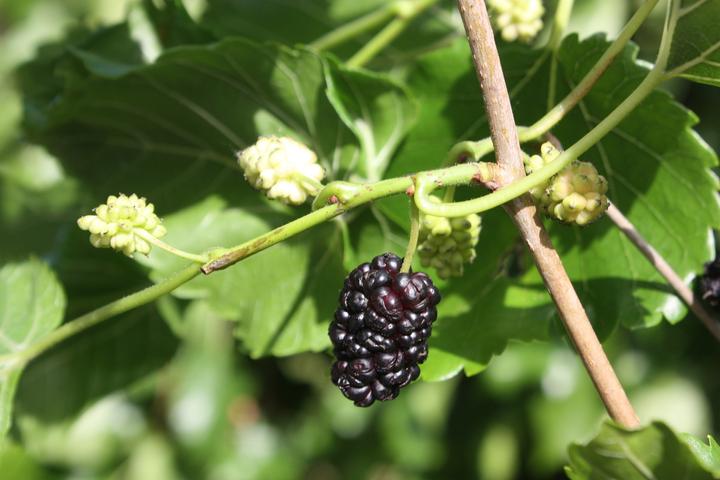 Produktbild Lubera Maulbeere Zickzack